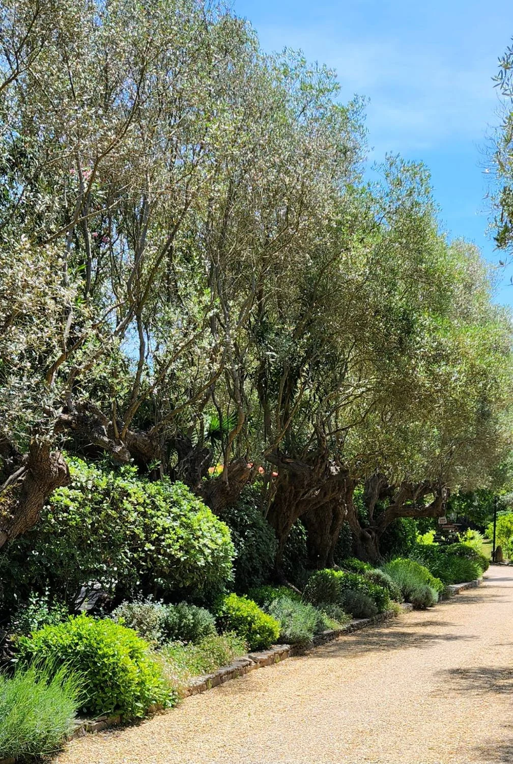 Allée de jardin bordée d'oliviers dans le Var