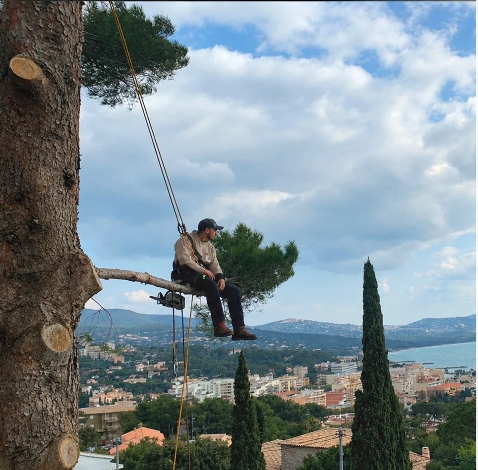 Élagueur LB Jardin encordé sur une branche de pin, au-dessus du golfe de Saint-Tropez