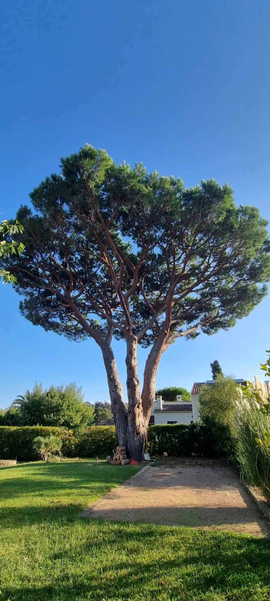 Pelouse entretenue au pied d'un pin parasol